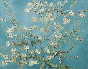 Vincent Van Gogh Almond Blossoms painting